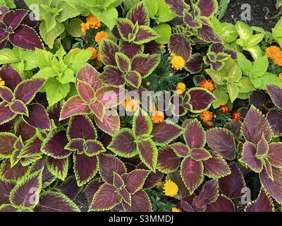 Blick von oben auf ein Blumenbett voller gemeiner Coleus-Pflanzen mit ein paar Ringelblumen Stockfoto