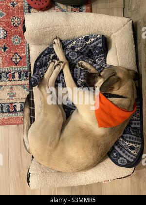 Ein junger Hund, der ein orangefarbenes Bandanna trägt, schläft in einer lustigen Position, von oben aus gesehen. Stockfoto