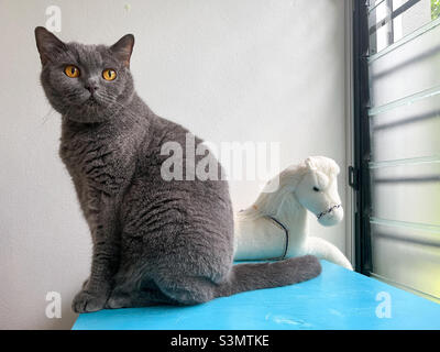 Britische Kurzhaarkatze und gefülltes flauschiges Spielzeug. Stockfoto