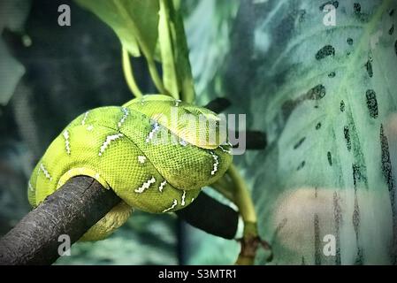 Schlafende Smaragdbaum-Boa im Living Rainforest in der Nähe von Hampstead Norreys Stockfoto