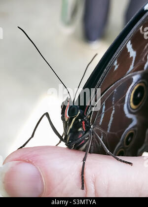 Ein blauer Morpho-Schmetterling, auch bekannt als gewöhnlicher Morpho oder Kaiserfalter, hängt auf dem menschlichen Finger Stockfoto