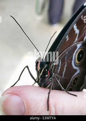 Ein blauer Morpho-Schmetterling, auch bekannt als gewöhnlicher Morpho- oder Kaiserschmetterling, sitzt auf dem menschlichen Finger eines Weibchens. Stockfoto