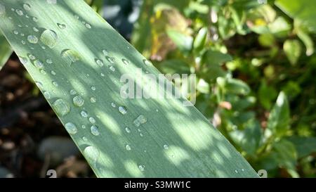 Wassertropfen und Schatten auf einem langen flachen Blatt mit Naturhintergrund Stockfoto