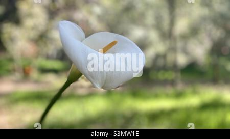 Nahaufnahme einer weißen Blume mit weichem Fokus Wald im Hintergrund Stockfoto