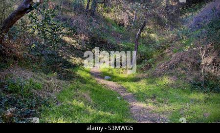 Fußweg durch Grasreinigung in Wäldern an einem sonnigen Tag Stockfoto