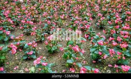 Schöne Blütenblüten aus Wachs-Begonien. Stockfoto