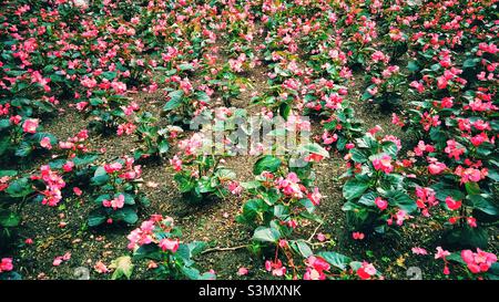 Schöne Blütenblüten aus Wachs-Begonien. Stockfoto