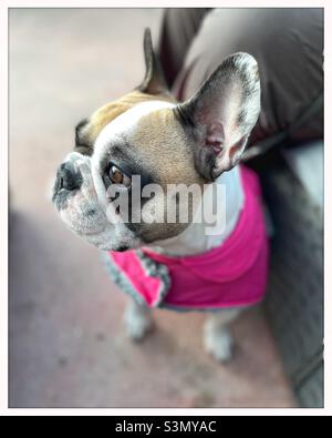 französische Bulldogge, die im Winter einen warmen rosa Mantel trägt und in die Ferne blickt. Stockfoto