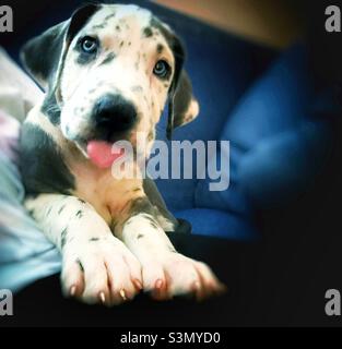 Daniff Puppy Mit Der Zunge Raus Stockfoto