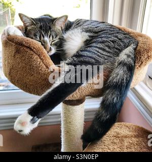 Weibliche kurzhaarige gestromte Katze mit einem langen Bein, das über der Seite einer kitty Wohnung hing. Stockfoto