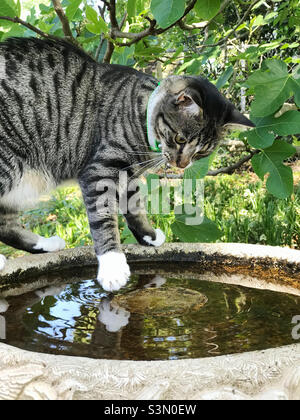 Junge weibliche kurzhaarige Tabby-Katze spielt im Freien im Wasser eines Vogelbades. Stockfoto