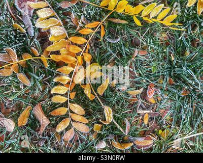 Frostiger Herbstrasen am frühen Morgen in Utah, USA. Stockfoto