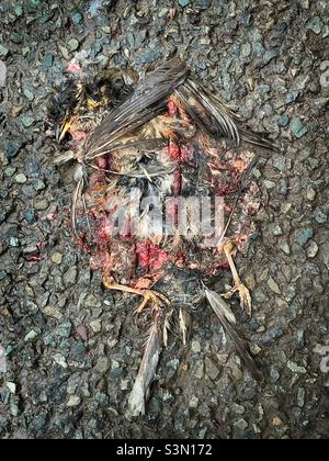 Roadkill als Kunst - ein flacher Vogel auf einer Landstraße. Stockfoto