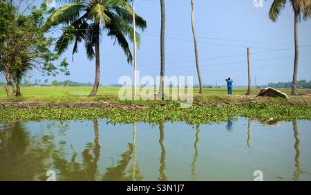 Irgendwo grün im Backwaters. Stockfoto