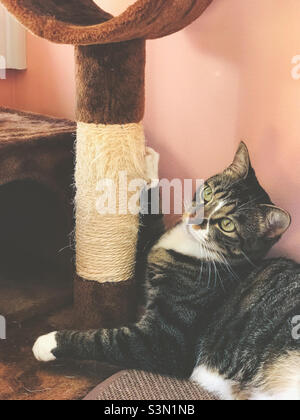 Weibliche kurzhaarige, gestromte Katzenklauen gruben sich in den Kratzbaum. Stockfoto