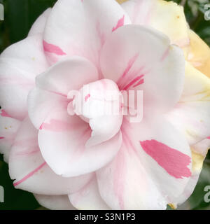 Eine weiße und rosa gefärbte Kamelienblume in voller Blüte. Stockfoto