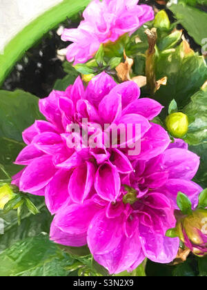 Dahlia blüht in einem Gartentopf. Malerisch. Stockfoto