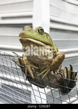 Ein männlicher amerikanischer Bullfrog sitzt auf einem Kettengliederzaun und schaut auf die Kamera. Stockfoto