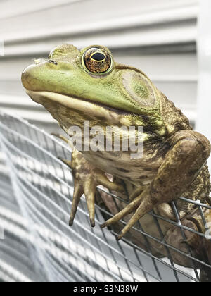 Ein männlicher amerikanischer Bullfrog sitzt auf einem Kettengliederzaun und schaut auf die Kamera. Stockfoto