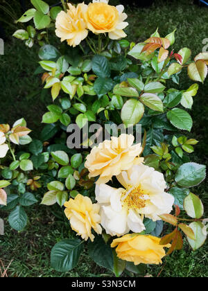 Ziemlich cremig gelbe Rosenblüten wachsen in einem Garten im Hinterhof. Stockfoto