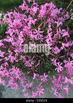 Rosa blühende Nerines (Nerine bowdenii) in voller Blüte Stockfoto