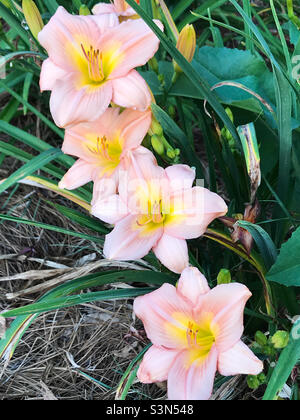 Schöne Pfirsich rosa gefärbte Taglilienblumen wachsen im Freien in einem Garten. Stockfoto