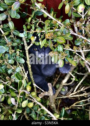 Spielerisches Kätzchen klettert & versteckt sich in einem Busch Stockfoto