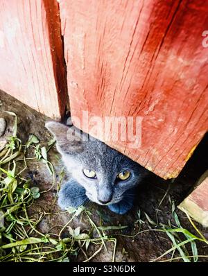 Entzückendes Kätzchen, das unter einem roten Zaun herausguckt, streunende Katze, versteckt, rettet Stockfoto