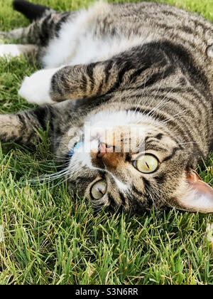 Weibliche kurzhaarige tabby Katze genießt das Zoysia Gras in ihrem Hinterhof. Stockfoto