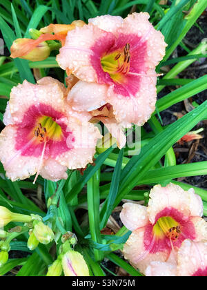 Schöne bunte Pfirsich und rosa Taglilien wachsen im Freien in einem Garten. Stockfoto