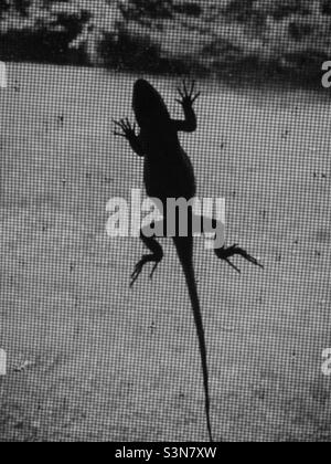 Ein Schatten/Umriss eines großen Leguans, der in einer Schwarz-Weiß-Aufnahme auf eine Leinwand klettert Stockfoto