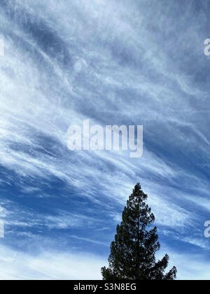 Redwood-Baum vor einem streifenden, wolkigen Himmel Stockfoto