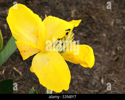 Helle und farbenfrohe gelbe Seerose, die in einem Garten im Hinterhof wächst. Speicherplatz kopieren. Stockfoto