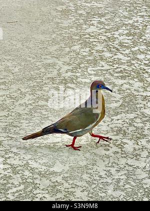 Bunte Vogel auf Beton zu Fuß Stockfoto