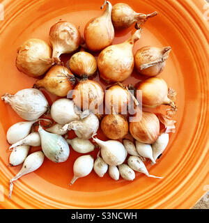 Eine Vielzahl von Zwiebelzwiebeln zum Pflanzen in einem Gemüsegarten Stockfoto