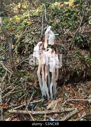 Haben diese Indian Pipe Blume auf einer Wanderung im Fundy National Park gefunden. Stockfoto