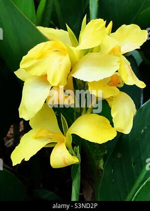 Schöne gelbe Canna Lily blüht. Künstlerische Effekte. Stockfoto