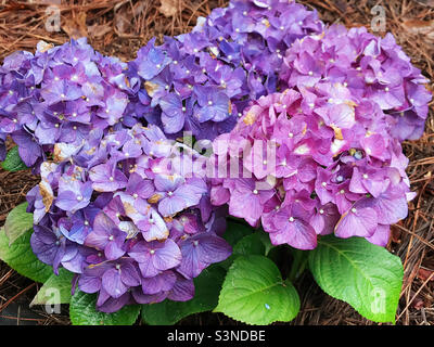 Farbenfrohe rosa und blaue und violette Hortensienblüten. Stockfoto