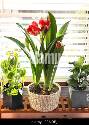 Blühende, rot gefärbte Amaryllis-Pflanze und andere Zimmerpflanzen, die helles Sonnenlicht genießen. Stockfoto