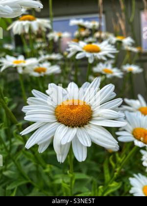 Shasta Gänseblümchen in einem Garten. Stockfoto