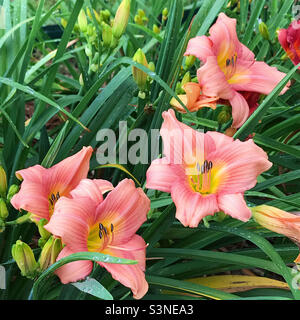 Ein Haufen hübscher Seerosen-Blumen, die in einem Garten im Hinterhof wachsen. Speicherplatz kopieren. Stockfoto