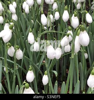 Nahaufnahme von Schneeglöckchen im Februar, Großbritannien Stockfoto