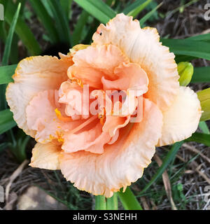 Wunderschöne pfirsichfarbene geraffte Taglilie wächst in einem Garten im Hinterhof. Stockfoto