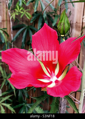 Wunderschöne Texas Star Hibiskusblüte mit einer Passionsrebe im Hintergrund. Stockfoto