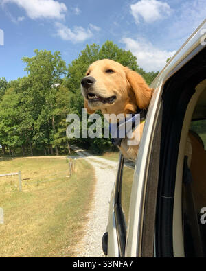 Hund, der im Auto mit dem Kopf aus dem Fenster ragt Stockfoto