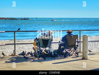 Paar füttert Tonnen von Tauben am Strand in St. Pete Florida Stockfoto