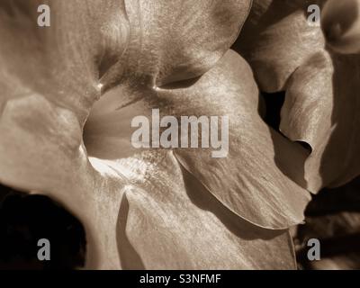 Mandavilla Blume Stockfoto