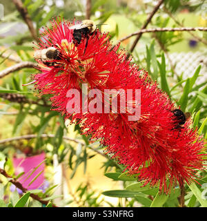 Rot gefärbte Blütenblüte eines mit bestäubenden Bienen bedeckten Flaschenbürstenbaums. Stockfoto