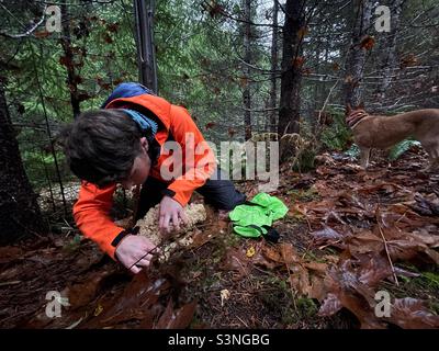 Person schneidet einen essbaren Blumenkohlpilz für die Suppe. Stockfoto