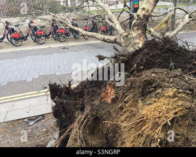 Sturm Eunice London SE1 Baum fiel auf Fahrrad mieten Stockfoto